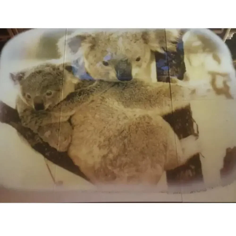 Hoyne Mirro Scene Koala Bears 12